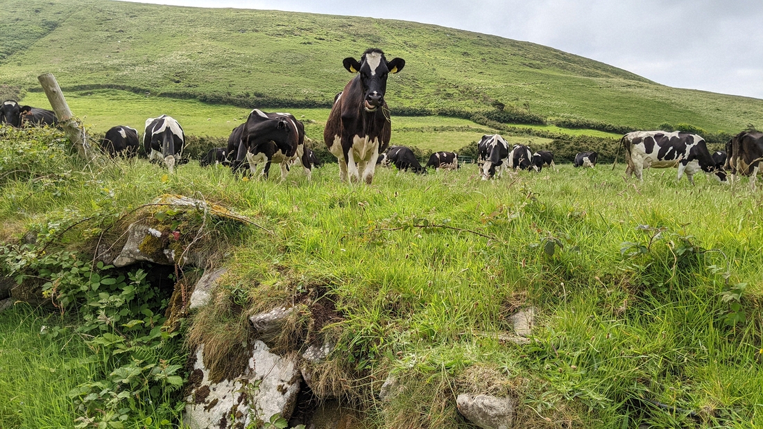 2022-06-05 132 Cosan na Naomh, Dingle Peninsula.jpg