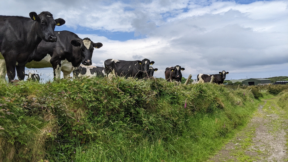 2022-06-05 136 Cosan na Naomh, Dingle Peninsula.jpg