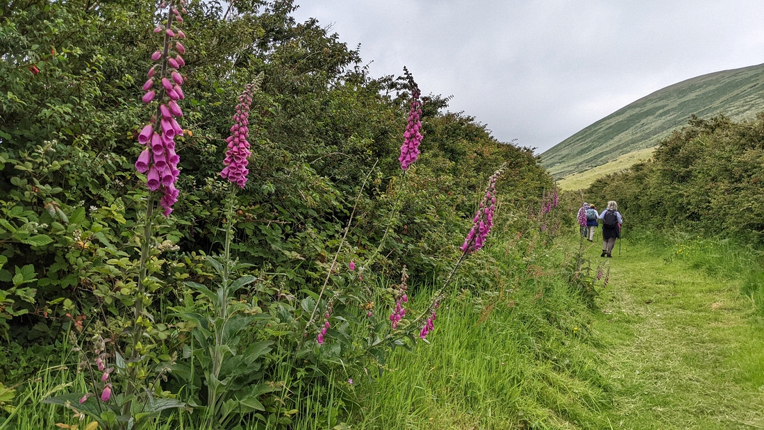 2022-06-05 155 Cosan na Naomh, Dingle Peninsula.jpg