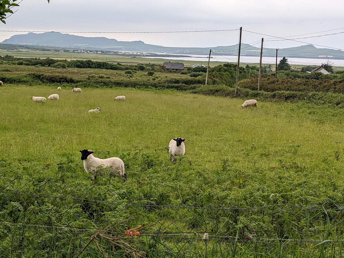 2022-06-05 225 Cosan na Naomh, Dingle Peninsula.jpg