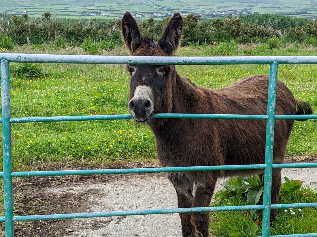 2022-06-05 281 Cosan na Naomh, Dingle Peninsula.jpg