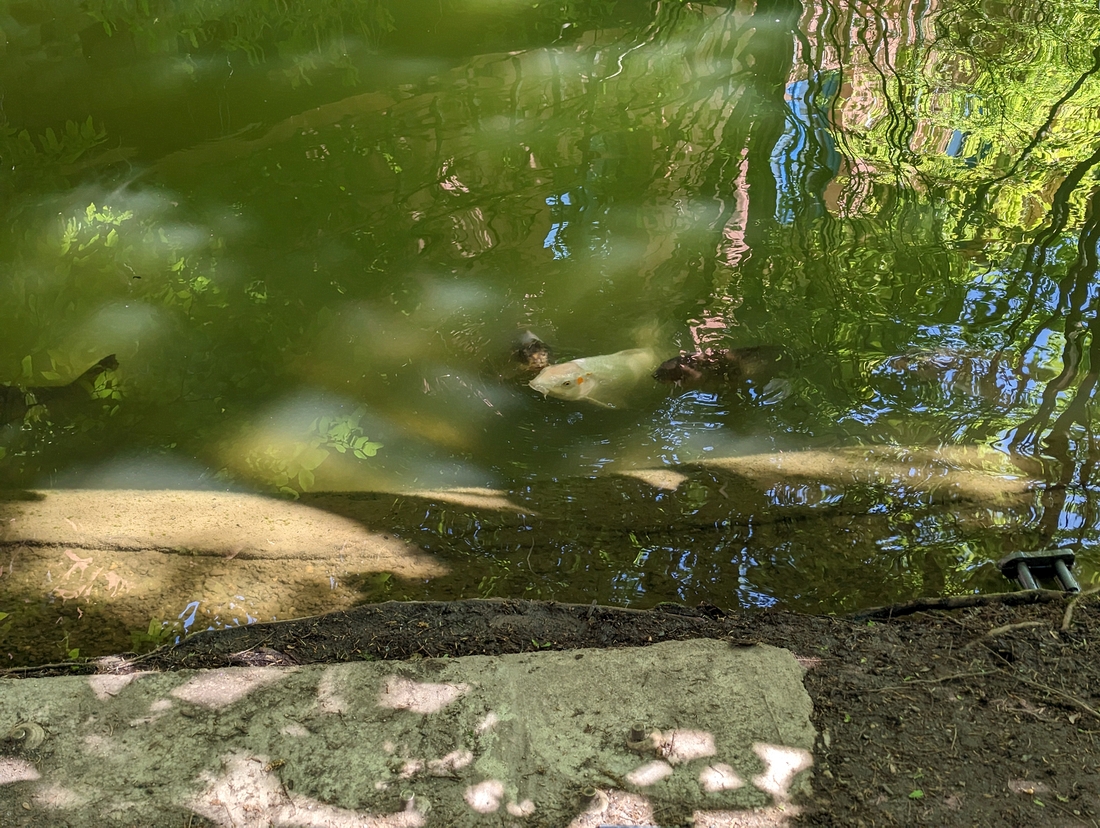 2023-05-10 062 Beggar fishes; Grounds for Sculpture, Hamilton NJ.jpg