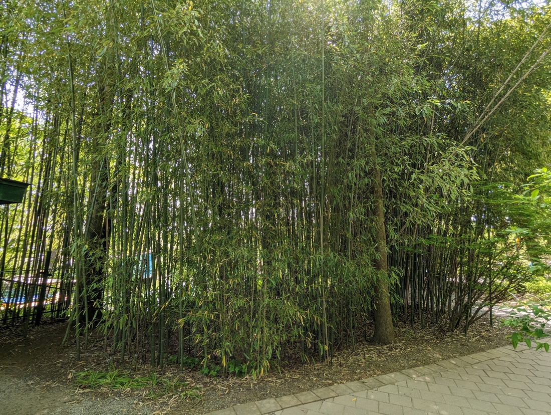 2023-05-10 110 Stand of bamboo; Grounds for Sculpture, Hamilton NJ.jpg