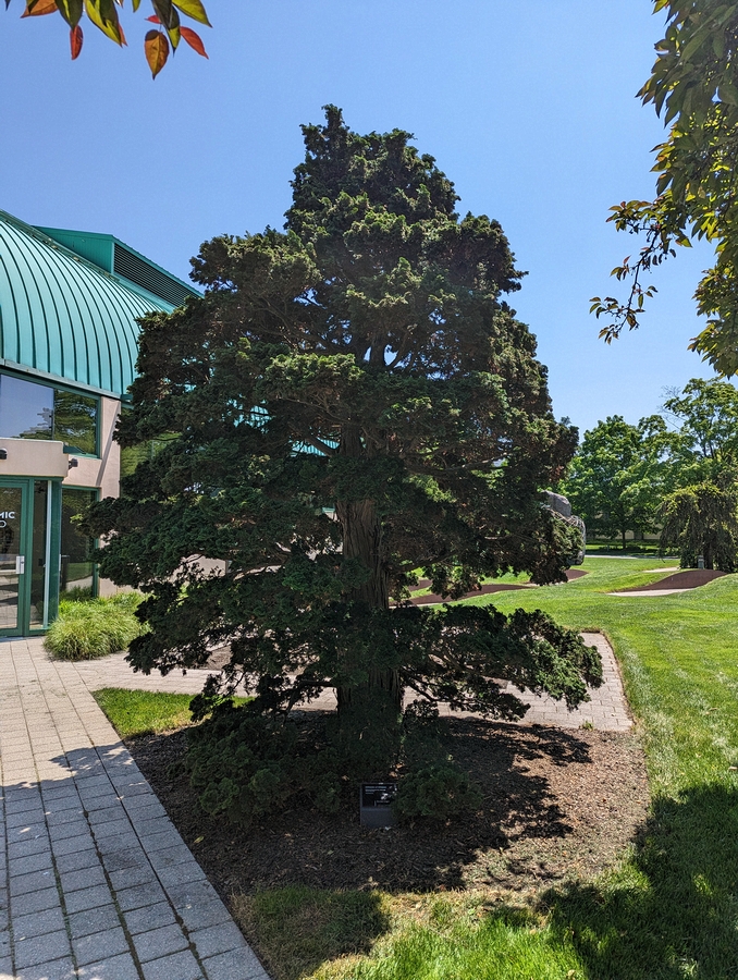2023-05-10 213 Hinoki Cypress; Grounds for Sculpture, Hamilton NJ.jpg