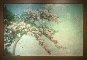 2023-05-11 i557 Flowering Tree (horizontal, 1903-05), Howard Pyle; Delaware Museum of Art.jpg