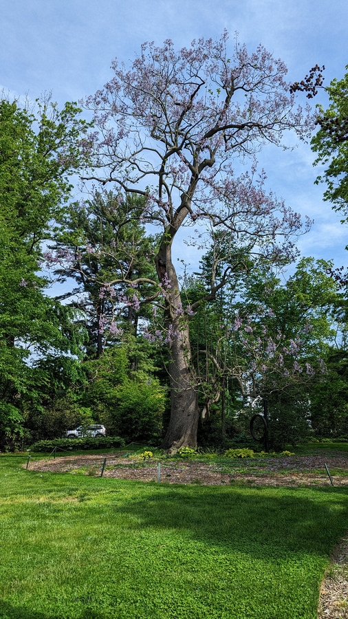 2023-05-12 117 Barnes Arboretum, Merion PA.jpg