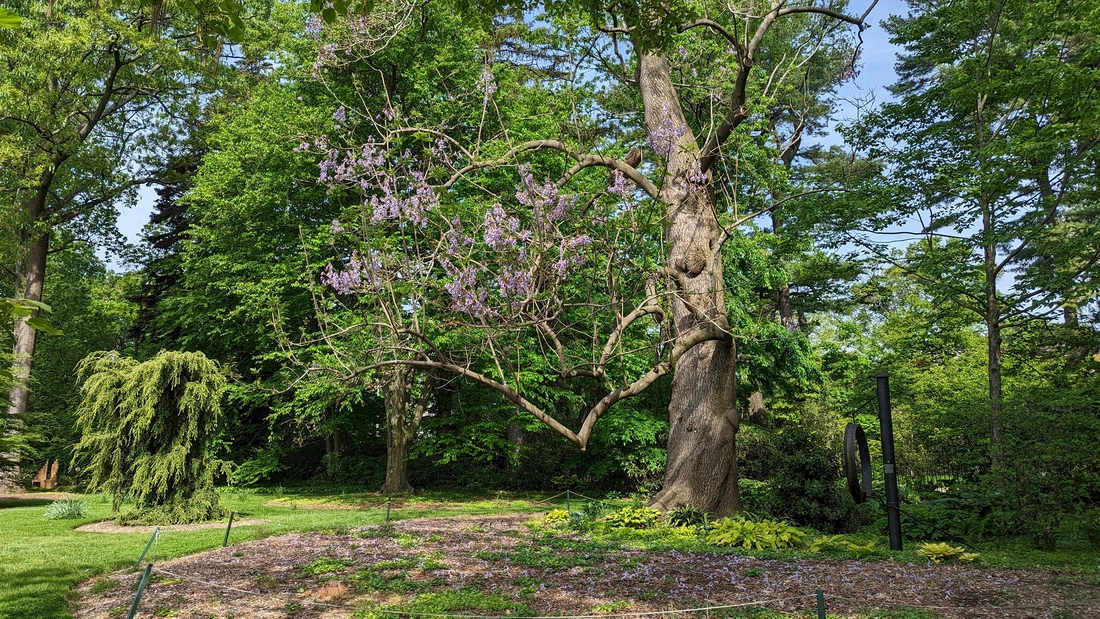 2023-05-12 117. Barnes Arboretum, Merion PA.jpg