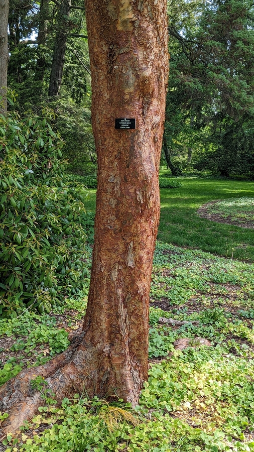 2023-05-12 120 Paperbark maple; Barnes Arboretum, Merion PA.jpg