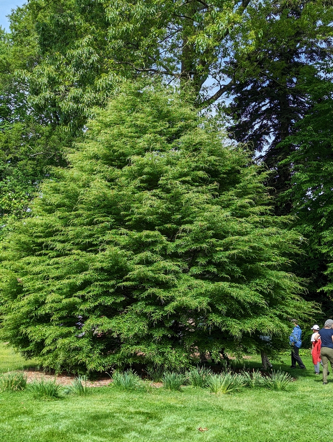 2023-05-12 133 Barnes Arboretum, Merion PA.jpg