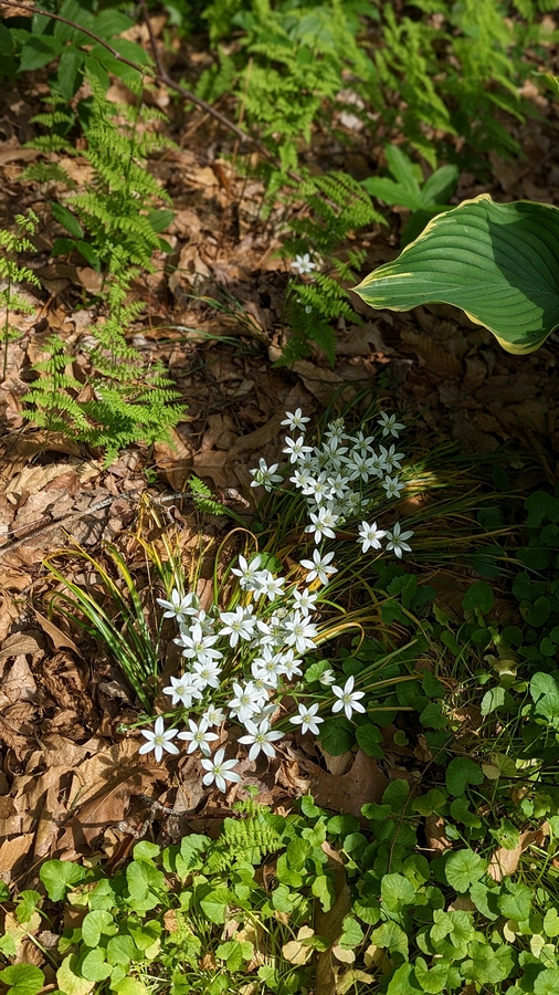 2023-05-12 135 Barnes Arboretum, Merion PA.jpg