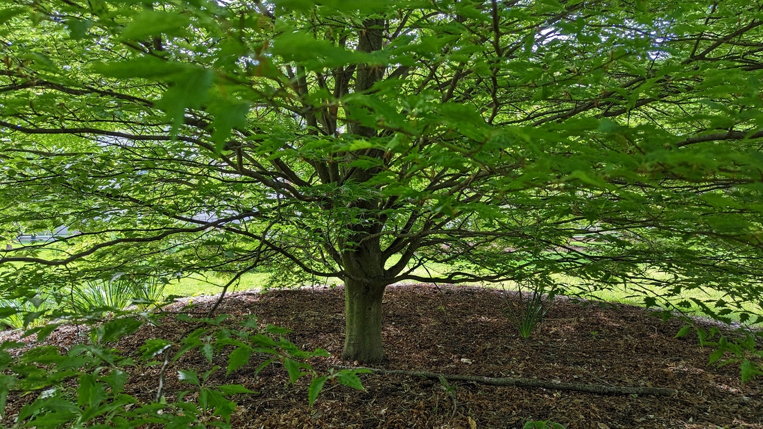 2023-05-12 140 Barnes Arboretum, Merion PA.jpg