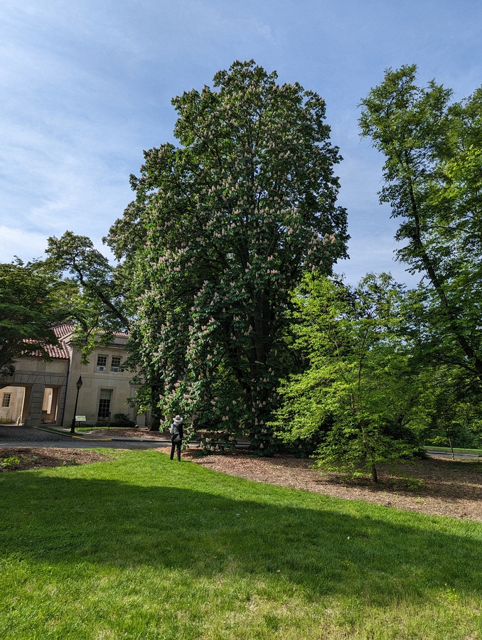 2023-05-12 141 Barnes Arboretum, Merion PA.jpg