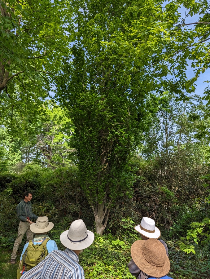 2023-05-12 145 Barnes Arboretum, Merion PA.jpg