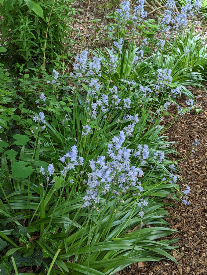 2023-05-12 147 Barnes Arboretum, Merion PA.jpg