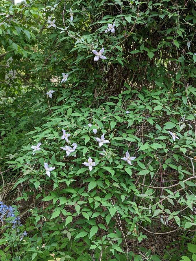 2023-05-12 148 Barnes Arboretum, Merion PA.jpg