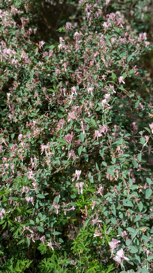 2023-05-12 152 Barnes Arboretum, Merion PA.jpg