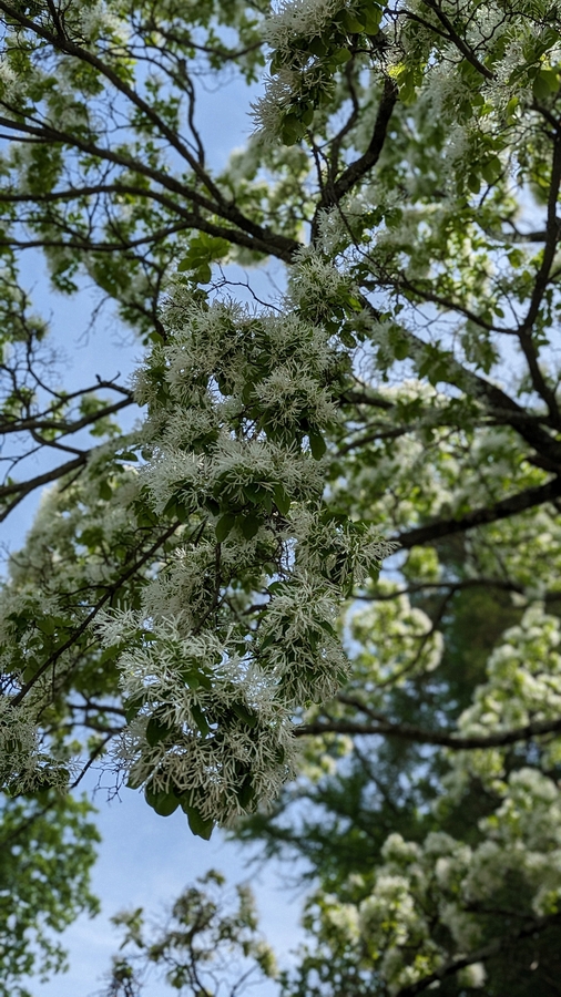 2023-05-12 153 Barnes Arboretum, Merion PA.jpg