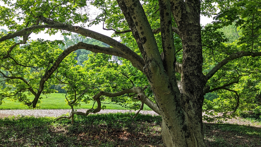 2023-05-12 160 Barnes Arboretum, Merion PA.jpg