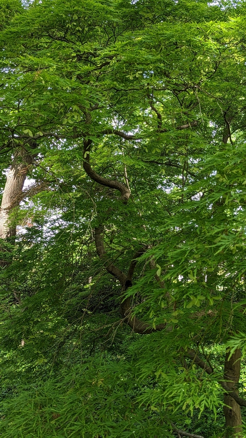 2023-05-12 161 Barnes Arboretum, Merion PA.jpg