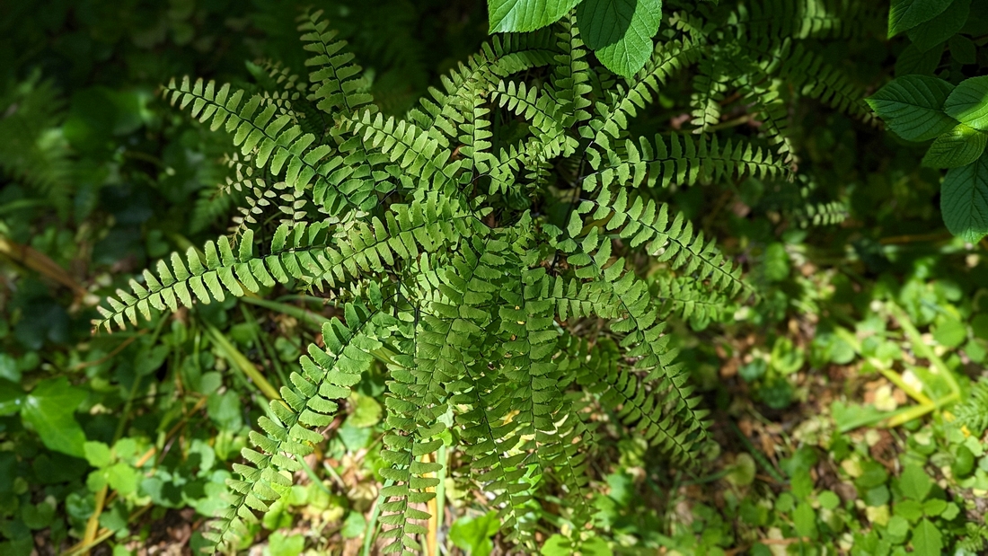 2023-05-12 175 Northern Maidenhair, Laura L Barnes Fern Dell; Barnes Arboretum, Merion PA.jpg