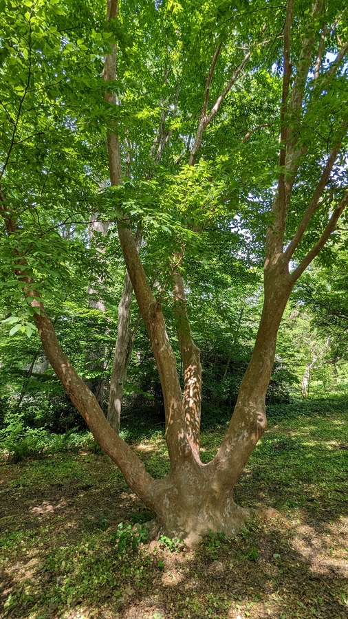 2023-05-12 184 Barnes Arboretum, Merion PA.jpg