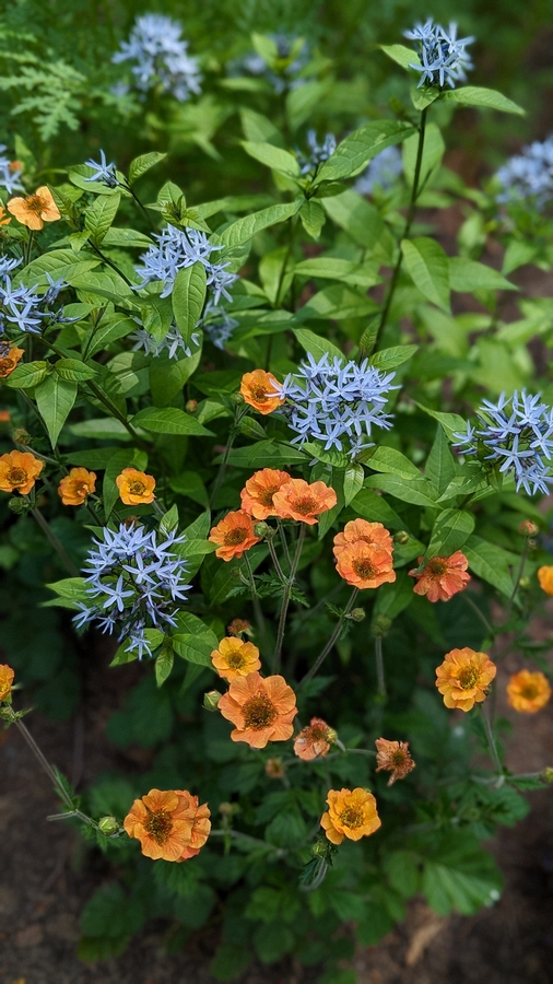 2023-05-12 187 Perennials, Herbaceous Teaching Garden; Barnes Arboretum, Merion PA.jpg