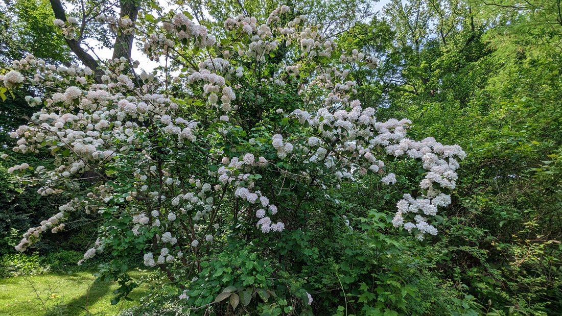 2023-05-12 190 Viburnum (15), Japanese Snowball, Herbaceous Teaching Garden; Barnes Arboretum, Merion PA.jpg