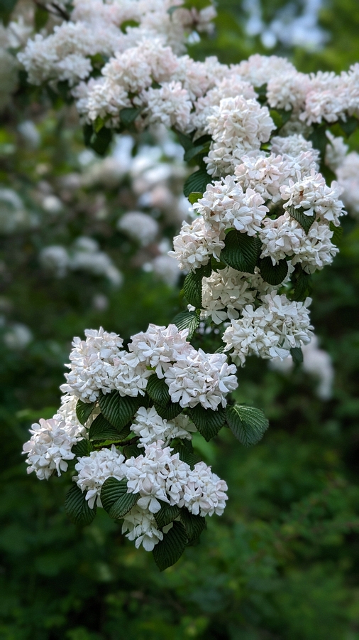 2023-05-12 190. Viburnum (15), Japanese Snowball, Herbaceous Teaching Garden; Barnes Arboretum, Merion PA.jpg