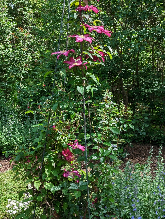 2023-05-12 199 Clematis, Herbaceous Teaching Garden; Barnes Arboretum, Merion PA.jpg