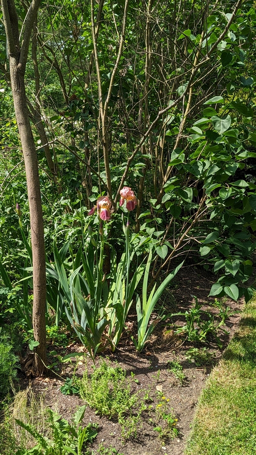 2023-05-12 203 Herbaceous Teaching Garden; Barnes Arboretum, Merion PA.jpg