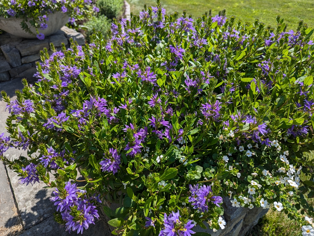 2024-07-22 012 Scaevola (purple) & bacopa (white), Jessica & John Bowlin; Garden Day, Islesboro ME.jpg