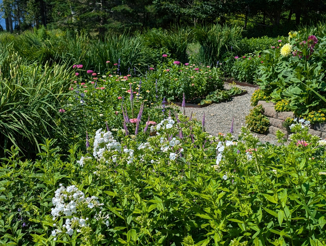 2024-07-22 014 Phlox, Jessica & John Bowlin; Garden Day, Islesboro ME.jpg