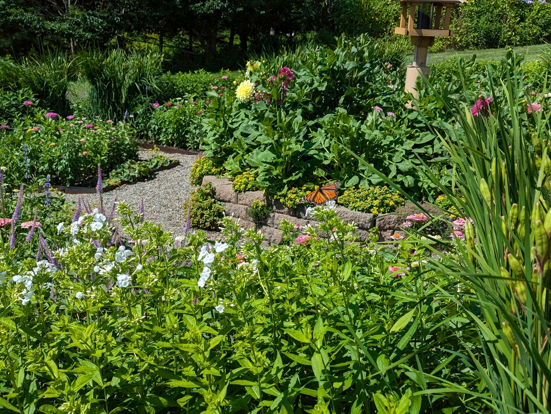2024-07-22 016 Phlox & monarch over zinnias, Jessica & John Bowlin; Garden Day, Islesboro ME.jpg