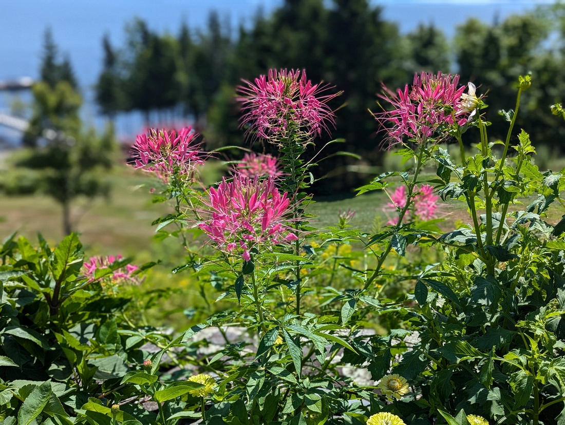 2024-07-22 052 Cleome, Dana & Larry Creel; Garden Day, Islesboro ME.jpg