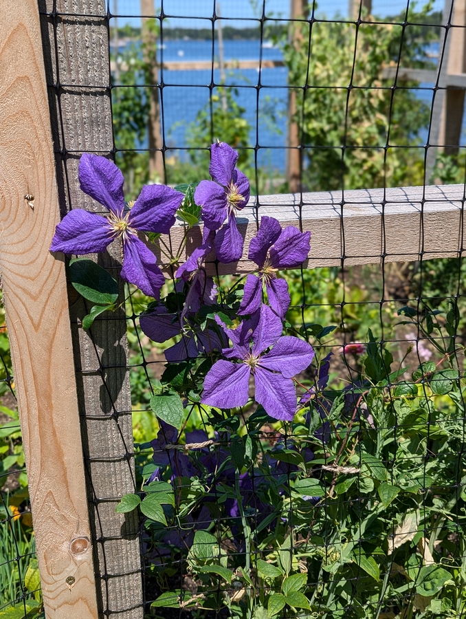 2024-07-22 065 Clematis, Abby & Henry Wilder; Garden Day, Islesboro ME.jpg