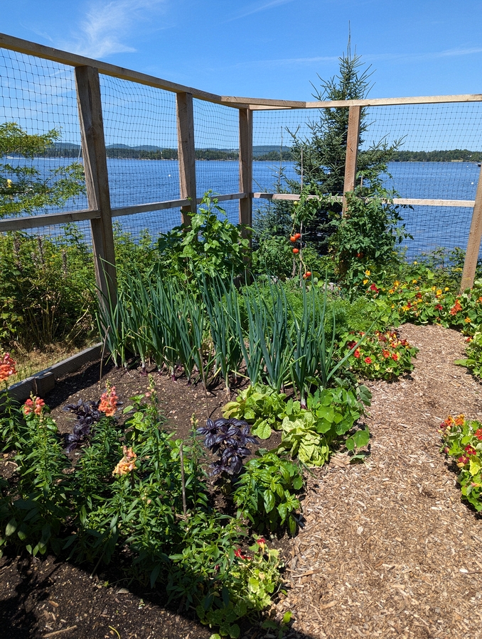 2024-07-22 071 Onions & lots more, Abby & Henry Wilder; Garden Day, Islesboro ME.jpg