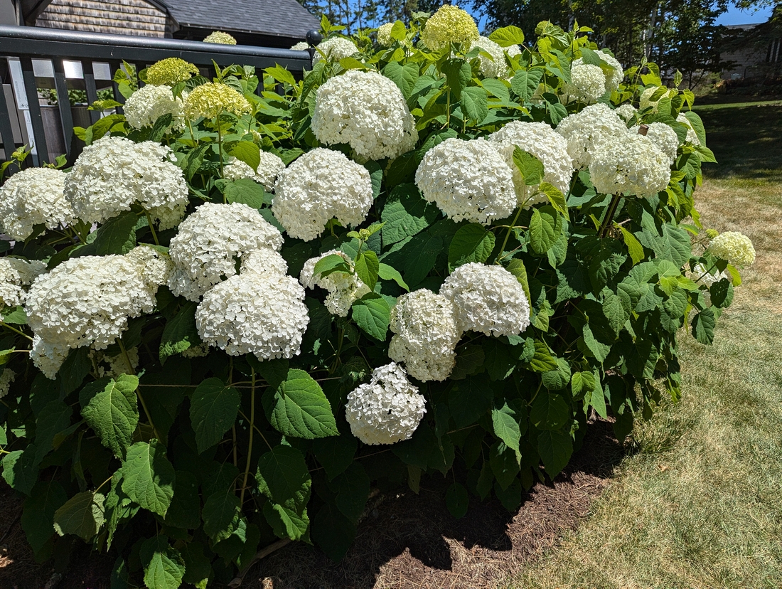 2024-07-22 078 Hydrangea, Abby & Henry Wilder; Garden Day, Islesboro ME.jpg
