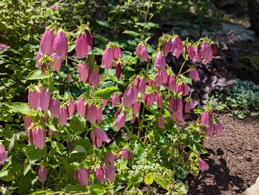 2024-07-22 110 Campanula (bellflowers), Harry & Carter Brigham; Garden Day, Islesboro ME.jpg