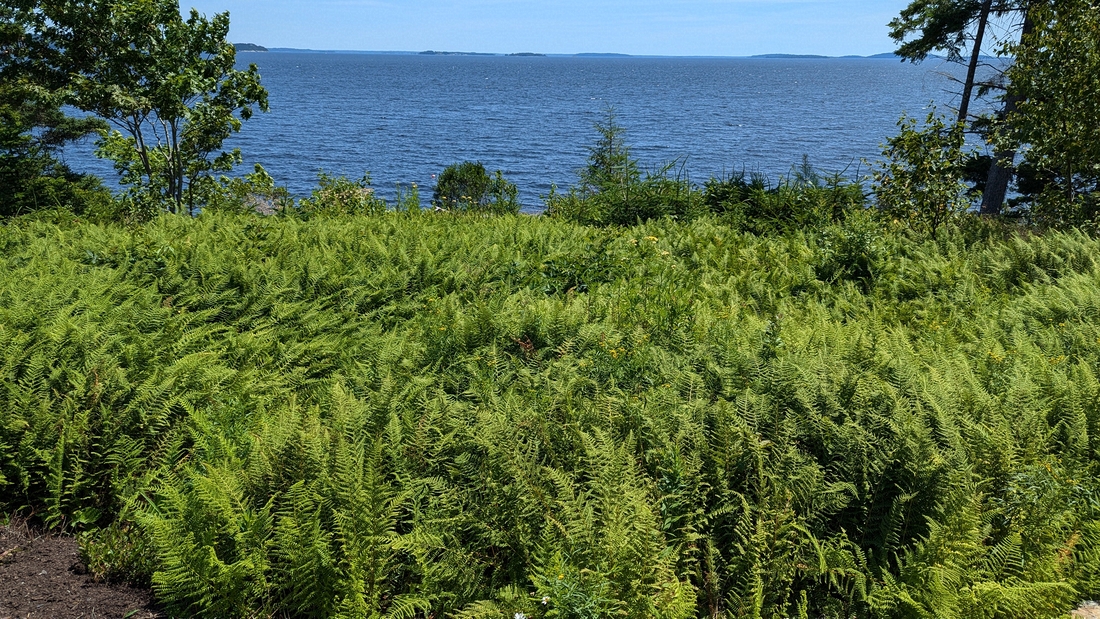 2024-07-22 120 Ferns, Harry & Carter Brigham; Garden Day, Islesboro ME.jpg