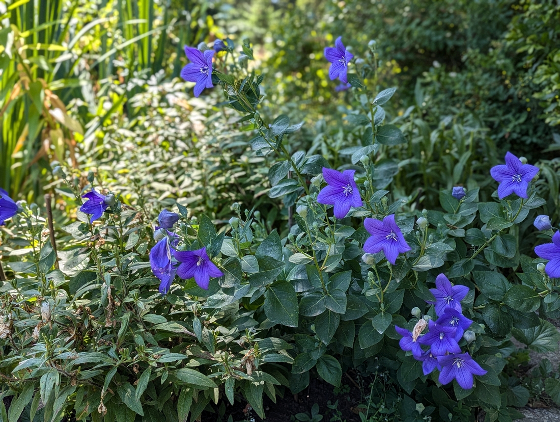 2024-07-22 134 Balloon flower, Harry & Carter Brigham; Garden Day, Islesboro ME.jpg