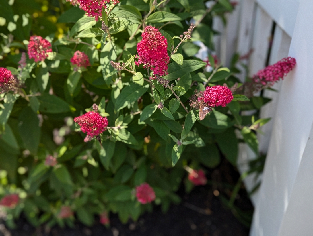 2024-07-22 148 Butterfly candy (buddleja), Amy & Darrell Crate; Garden Day, Islesboro ME.jpg