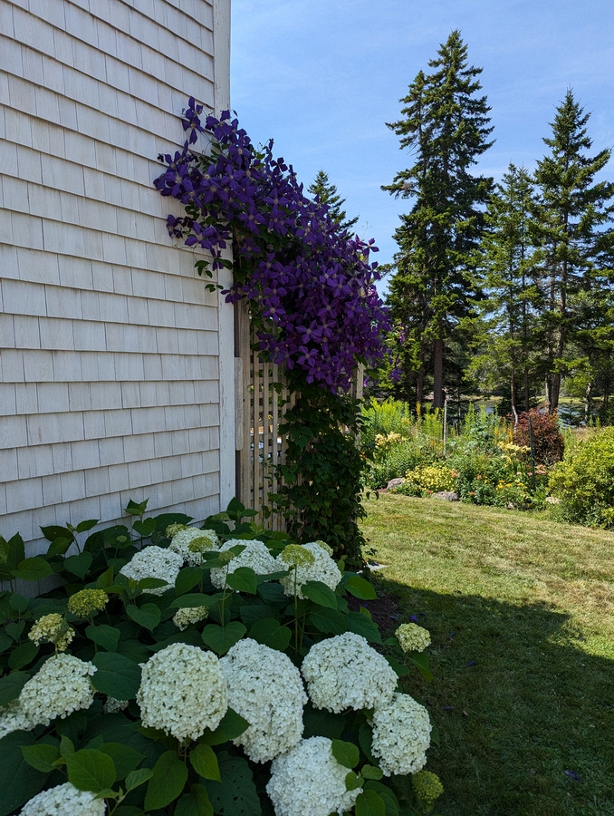 2024-07-22 162 Hydrangea & clematis, Ken & Audrey Senior; Garden Day, Islesboro ME.jpg