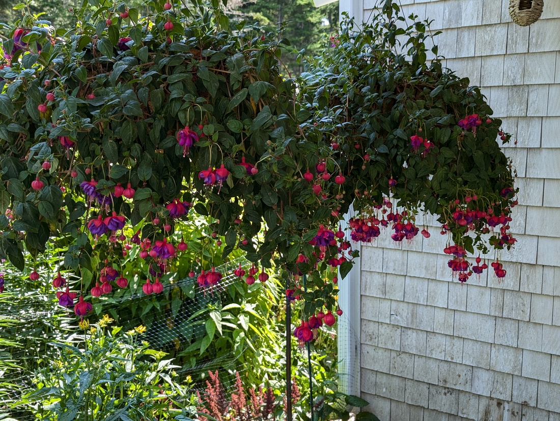2024-07-22 189 Hybrid fuchsia, Ken & Audrey Senior; Garden Day, Islesboro ME.jpg