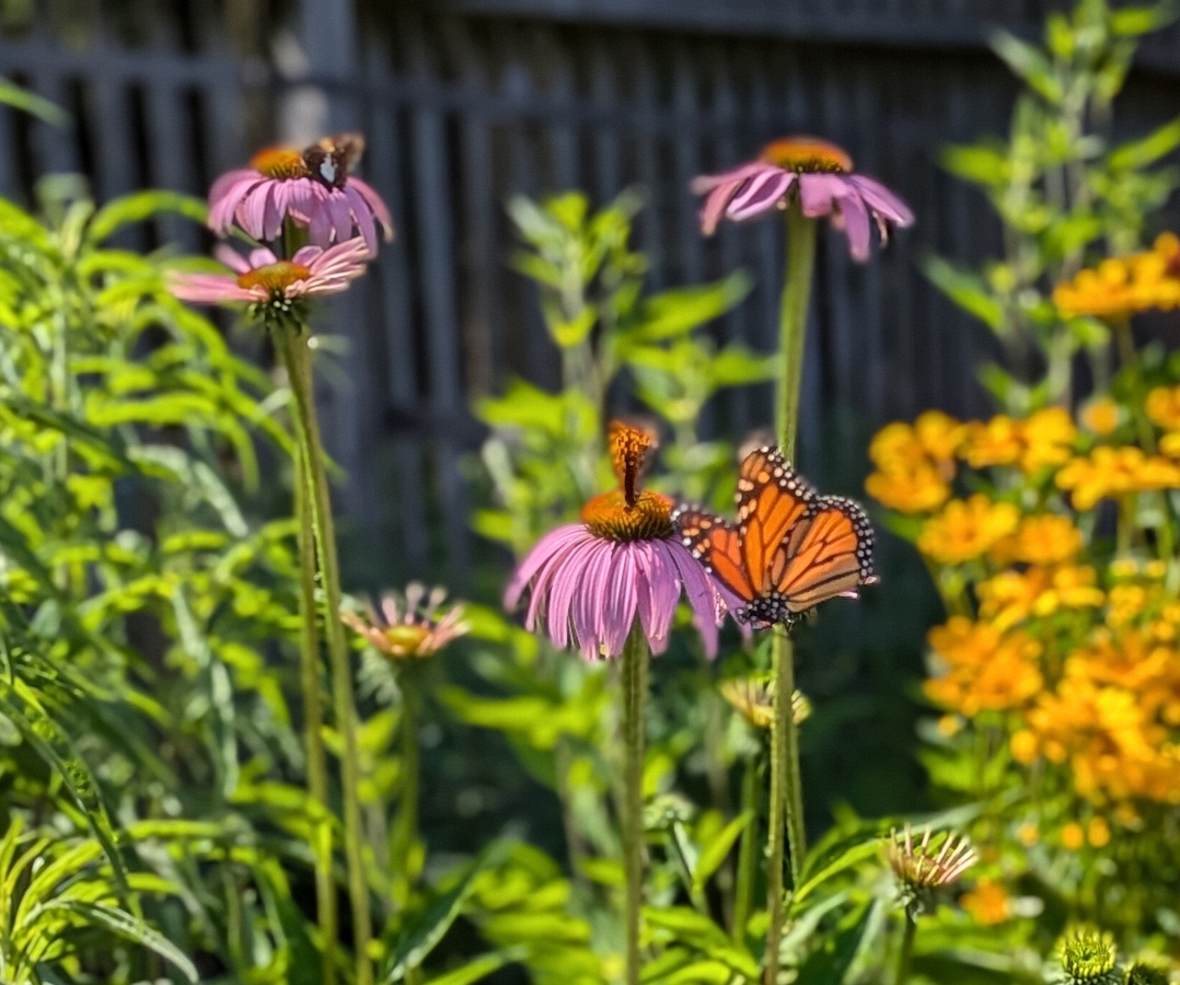 2024-07-22 212 Sharon & Butch McCorison; Garden Day, Islesboro ME.jpg