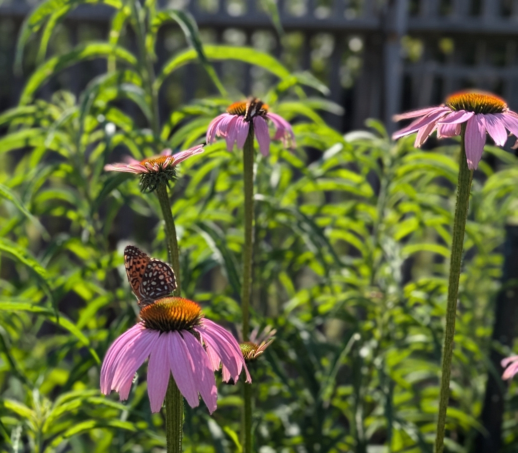 2024-07-22 214 Sharon & Butch McCorison; Garden Day, Islesboro ME.jpg