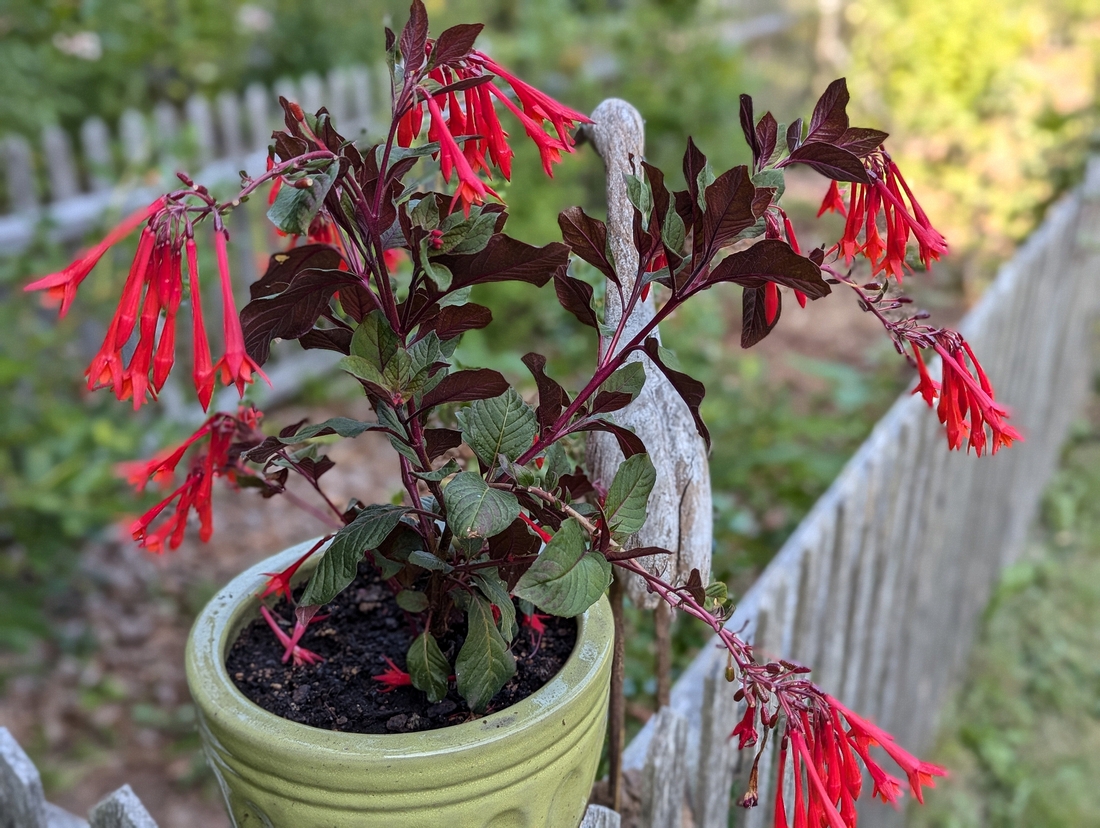 2024-07-22 223 Fuchsia, Sharon & Butch McCorison; Garden Day, Islesboro ME.jpg