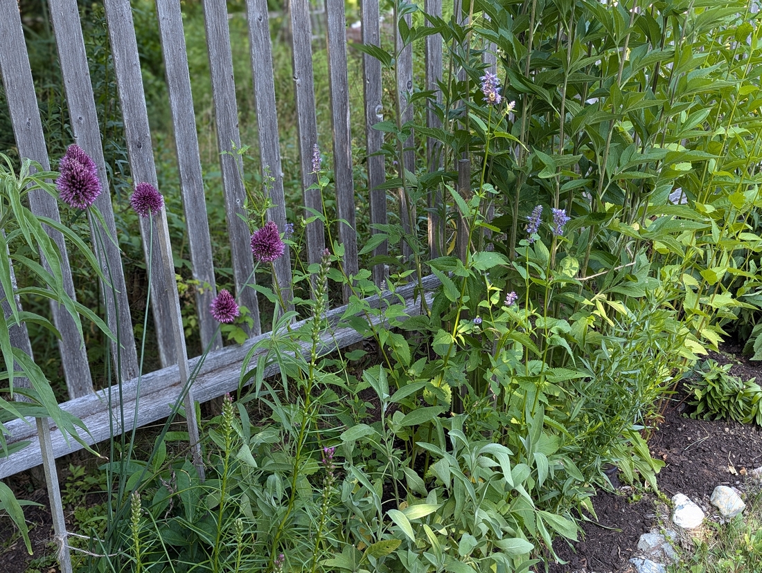 2024-07-22 225 Allium (purple, left), Sharon & Butch McCorison; Garden Day, Islesboro ME.jpg