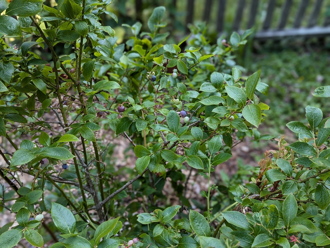2024-07-22 229 Blueberries, Sharon & Butch McCorison; Garden Day, Islesboro ME.jpg