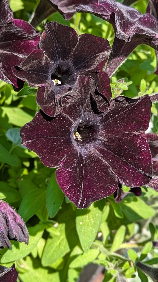 2024-07-22 232 Petunias, Sharon & Butch McCorison; Garden Day, Islesboro ME.jpg