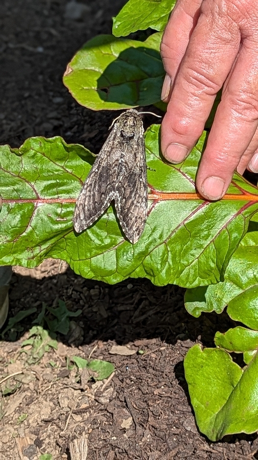 2024-07-22 250 Moth from under chard leaf, Sharon & Butch McCorison; Garden Day, Islesboro ME.jpg